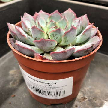 Стандарт поставки 1 Эхеверия Саммер, D-9