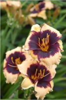 Hemerocallis Amazonian Amulet - купить с доставкой