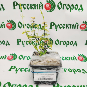 Стандарт поставки 4 Бересклет форчуна Эмеральд Голд