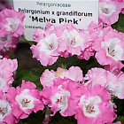Пеларгония крупноцветковая Мелва Пинк