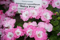 Пеларгония крупноцветковая Мелва Пинк - купить с доставкой