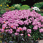 Флокс метельчатый Лаура 