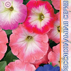 Смесь цветов