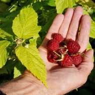 7e8338ed152c37cc8459695c90780b5c Малина без шипов как называется