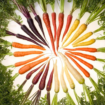 Морковь: как правильно собирать урожай