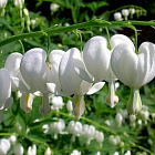 Дицентра великолепная Альба