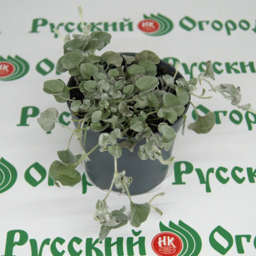 Стандарт поставки 4 Дихондра Серебристый Водопад