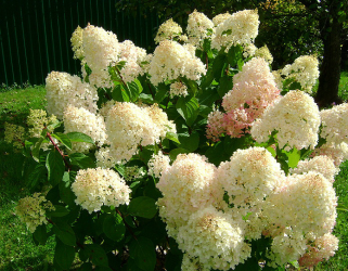 Hydrangea paniculata stříbrný dolar