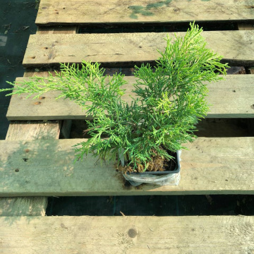 Стандарт поставки 3 Можжевельник средний Шеридан Голд Стандарт поставки 3 Можжевельник средний Шеридан Голд