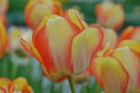 Тюльпан Краса Весны - купить с доставкой