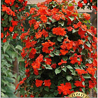 Оранжево-красный