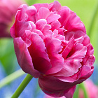 Тюльпан Маргарита