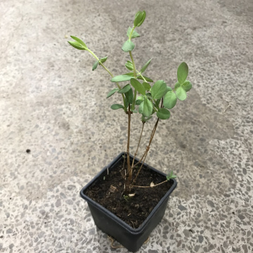 Стандарт поставки 5 Жимолость Аврора