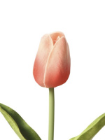Искусственный цветок Светлый Тюльпан - купить с доставкой