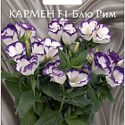 Фиолетово-белый