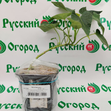 Стандарт поставки 1 Батат Наполеон