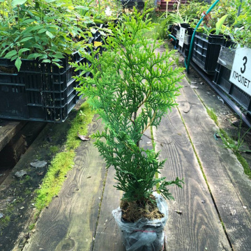 Стандарт поставки 2 Туя западная Голден Брабант