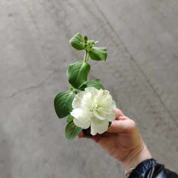 Стандарт поставки 6 Петуния Тумбелина Диана