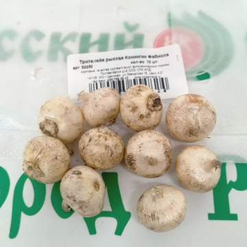 Стандарт поставки 2 Трителейя рыхлая Конингин (Квин) Фабиола