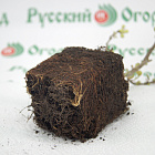 Айва великолепная Камео