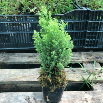 Стандарт поставки 2 Кипарисовик Лавсона Элвудс Голд