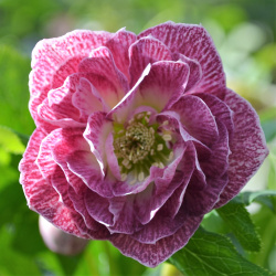 Čemeřice orientalis Double Pink White Edge