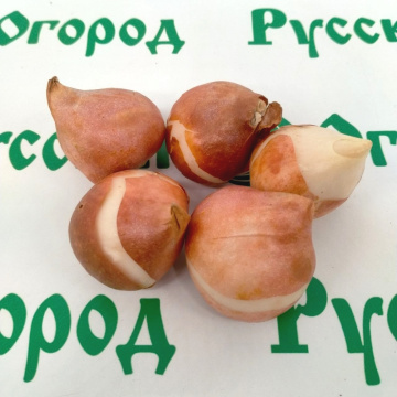 Стандарт поставки 2 Тюльпан Мистик Ван Эйк