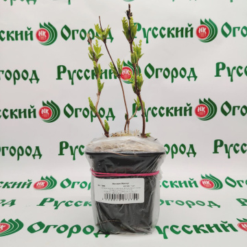 Стандарт поставки 1 Жасмин Жемчуг