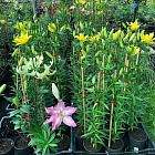 Лилия Лотус Спринг