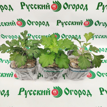 Стандарт поставки 1 Хризантема Фиолетовый Ёжик