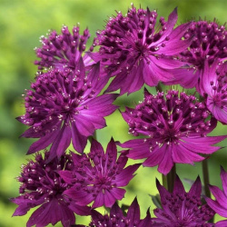 Astrantia Grandiflora Red Promise