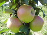 Яблоня колоновидная Таскан - купить с доставкой