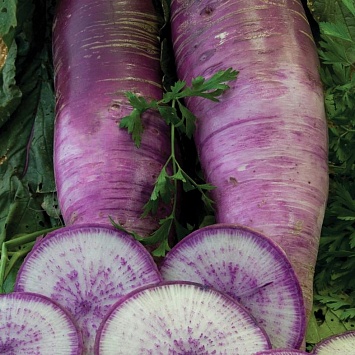 Фиолетовые овощи на грядке! Часть 1