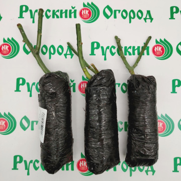 Стандарт поставки 6 Роза Сатин (горшок 2л)