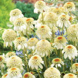 Mléčný koktejl z echinacey