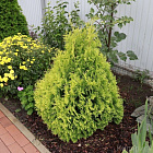 Туя складчатая Корник III (горшок Р9)