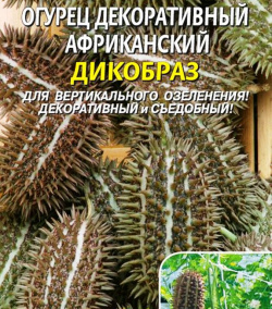 Огурец декоративный африканский Дикобраз