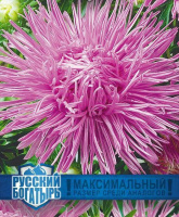 Астра Голиаф (кристалл) розовый серия Русский богатырь - купить с доставкой