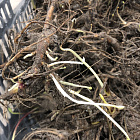 Люпины Гибриды Рассела, смесь