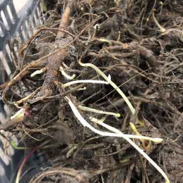 Стандарт поставки 1 Люпины Гибриды Рассела, смесь