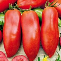 Томат Козырь® - купить с доставкой