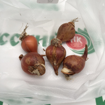 Стандарт поставки 2 Тюльпан Клузиуса