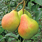 Груша Память Яковлева (горшок 2 л)