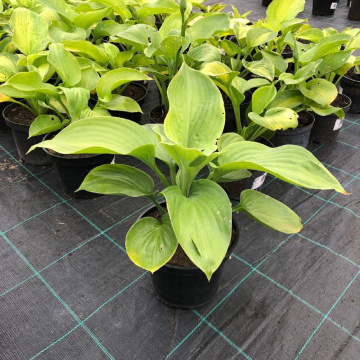 Стандарт поставки 2 Хоста Авокадо (горшок 2л)