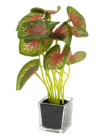 Декоративное растение Каладиум в кашпо из стекла - купить с доставкой