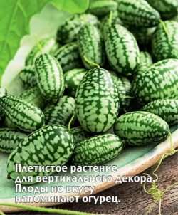 Арбуз мексиканский миниатюрный Мелотрия Шапито