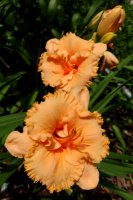 Hemerocallis Madison Holly Lace  - купить с доставкой