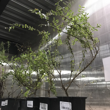 Стандарт поставки 1 Жимолость блестящая Лемон бьюти