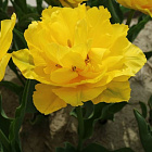 Тюльпан Мэри Джо