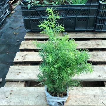 Стандарт поставки 3 Криптомерия японская Элеганс Виридис